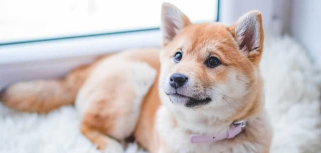 Pet friendly